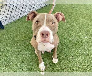 Labrador Retriever-Unknown Mix Dogs for adoption in Tavares, FL, USA