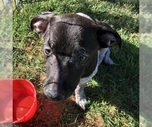 Medium Photo #1 Dachshund Puppy For Sale in Tempe, AZ, USA