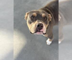 American Pit Bull Terrier Dogs for adoption in Santa Maria, CA, USA