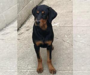 Doberman Pinscher Dogs for adoption in Lancaster, PA, USA