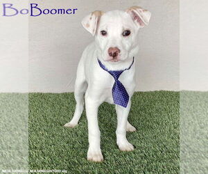 Boxador Dogs for adoption in San Diego, CA, USA