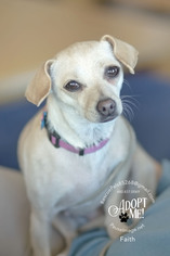 Chihuahua Dogs for adoption in Fountain Hills, AZ, USA