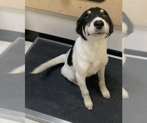 Border Collie Dogs for adoption in Corpus Christi, TX, USA