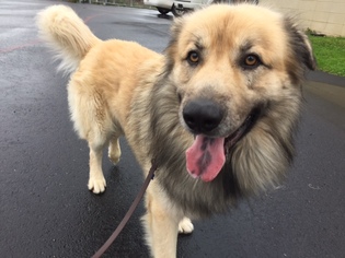 Small Anatolian Shepherd-Great Pyrenees Mix