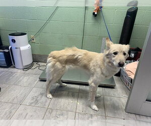Siberian Husky-Unknown Mix Dogs for adoption in Grand Prairie, TX, USA