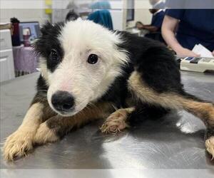 Border Collie-Unknown Mix Dogs for adoption in Forestville, MD, USA