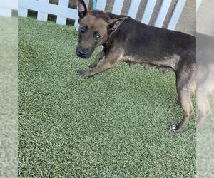 Labrador Retriever-Unknown Mix Dogs for adoption in Modesto, CA, USA