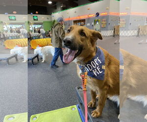 German Shepherd Dog-Unknown Mix Dogs for adoption in Seattle, WA, USA