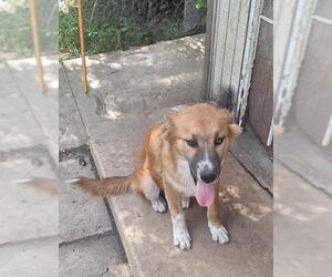 German Shepherd Dog Dogs for adoption in San Antonio, TX, USA