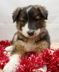 Australian Shepherd-Unknown Mix Dogs for adoption in Denver, CO, USA