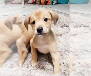 Labrador Retriever-Unknown Mix Dogs for adoption in Long Beach, CA, USA