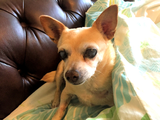 Chihuahua Dogs for adoption in Rock Hill, SC, USA