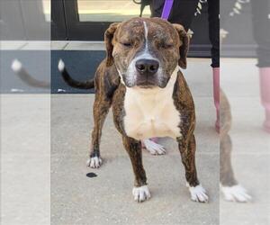 Labrador Retriever-Unknown Mix Dogs for adoption in Mobile, AL, USA