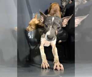Chihuahua Dogs for adoption in Bakersfield, CA, USA