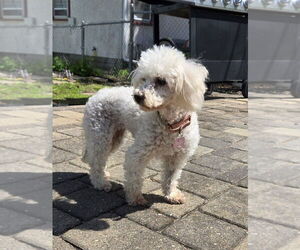 Mutt Dogs for adoption in Plymouth, MN, USA