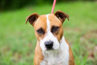 Small American Staffordshire Terrier-Beagle Mix