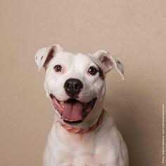 Bullboxer Pit Dogs for adoption in Peoria, AZ, USA