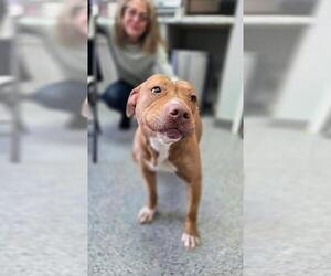 Staffordshire Bull Terrier-Unknown Mix Dogs for adoption in Caldwell, NJ, USA