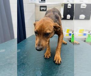 Labrador Retriever-Unknown Mix Dogs for adoption in Mobile, AL, USA