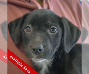 Border Collie-Unknown Mix Dogs for adoption in Huntley, IL, USA
