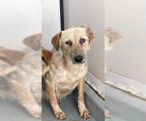 German Shepherd Dog-Unknown Mix Dogs for adoption in Riverside, CA, USA