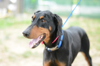 Doberman Pinscher Dogs for adoption in Matthews, NC, USA