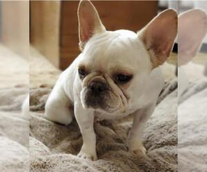 French Bulldog Dogs for adoption in St. Louis Park, MN, USA