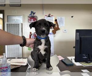 German Shepherd Dog-Unknown Mix Dogs for adoption in Camarillo, CA, USA