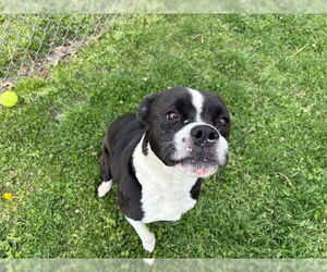 American Pit Bull Terrier-Unknown Mix Dogs for adoption in Tulsa, OK, USA