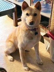 Shiba Inu-Unknown Mix Dogs for adoption in Austin, TX, USA