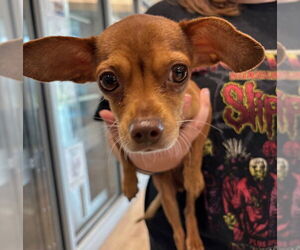 Chihuahua Dogs for adoption in Pearland, TX, USA