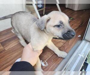 Staffordshire Bull Terrier-Unknown Mix Dogs for adoption in Houston, TX, USA