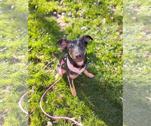 German Shepherd Dog-Unknown Mix Dogs for adoption in Princeton, MN, USA