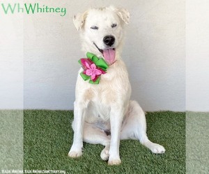 Labrador Retriever-Unknown Mix Dogs for adoption in San Diego, CA, USA