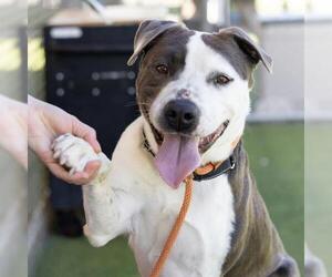 Mutt Dogs for adoption in Camarillo, CA, USA