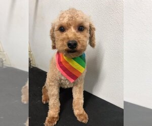 Poodle (Toy) Dogs for adoption in Pataskala, OH, USA