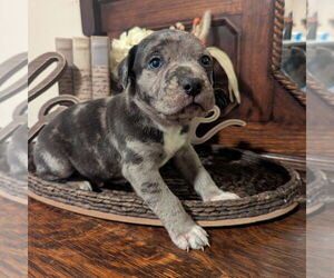 Catahoula Leopard Dog-Unknown Mix Dogs for adoption in Vail, AZ, USA