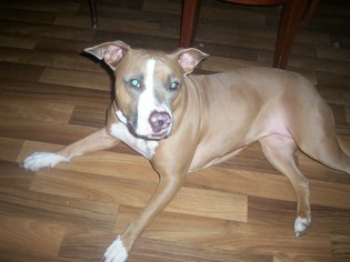 American Pit Bull Terrier Dogs for adoption in Baraboo, WI, USA