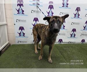 Dutch Shepherd -Unknown Mix Dogs for adoption in Orlando, FL, USA