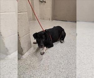 Labrador Retriever-Unknown Mix Dogs for adoption in Conroe, TX, USA