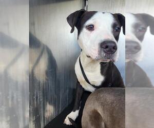 American Staffordshire Terrier-Unknown Mix Dogs for adoption in San Antonio, TX, USA