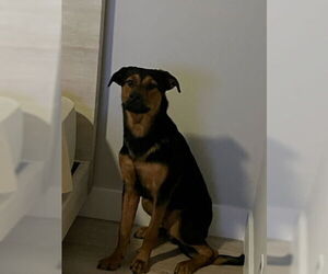 German Shepherd Dog-Unknown Mix Dogs for adoption in West Palm Beach, FL, USA