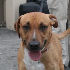 Boxador Dogs for adoption in Fresno, CA, USA