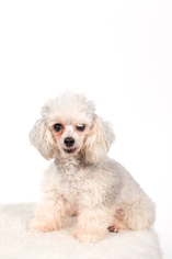 Medium Photo #1 Poodle (Toy) Puppy For Sale in St. Louis Park, MN, USA