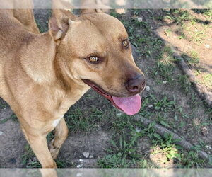 Mastiff-Unknown Mix Dogs for adoption in Tulsa, OK, USA