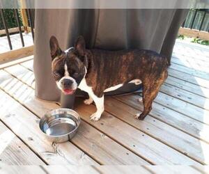 Faux Frenchbo Bulldog Dogs for adoption in Brights Grove, Ontario, Canada