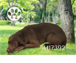 Labrador Retriever-Unknown Mix Dogs for adoption in HESPERIA, CA, USA
