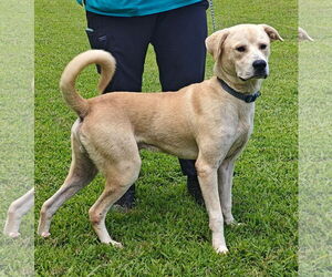 Labrenees Dogs for adoption in Talladega, AL, USA