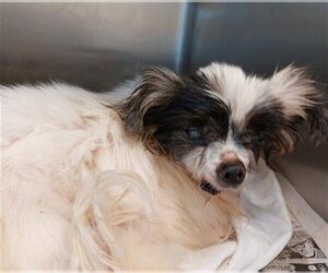Papillon-Unknown Mix Dogs for adoption in Houston, TX, USA