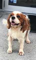 Cavalier King Charles Spaniel Dogs for adoption in Boston, MA, USA